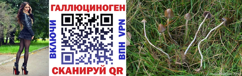 Псилоцибиновые грибы Psilocybe  Баймак 